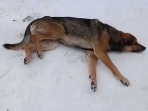 Оторвали бирку с уха и избили: в Шахтах волонтеры спасают пса, пострадавшего от живодеров