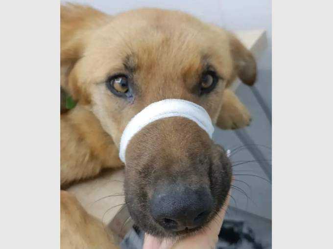 Собаку на грани гибели спасают волонтеры из Шахт