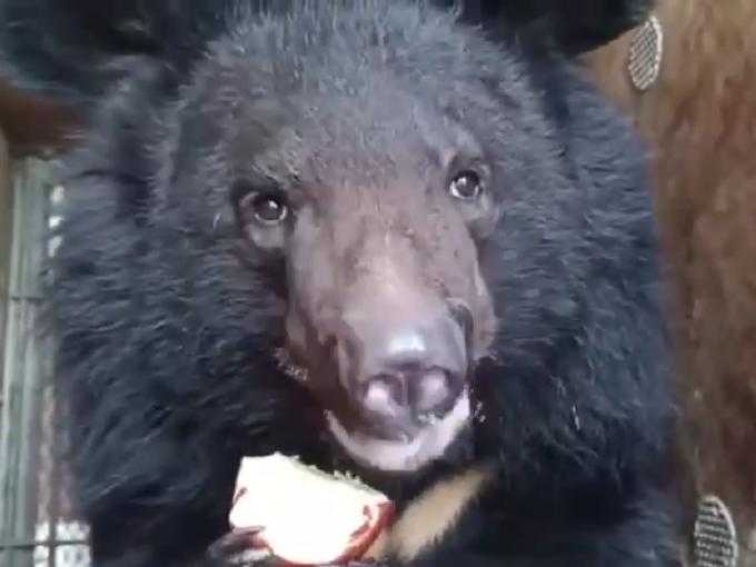 В парк «Малинки» под Шахтами везут спасенную медведицу из Приморья