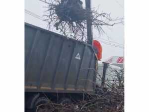 За срубленные деревья житель Шахт  заплатит штраф и высадит новые