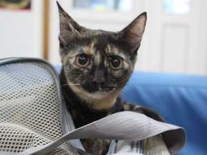 Жители Шахт смогут стерилизовать своих питомцев со скидкой 26 февраля