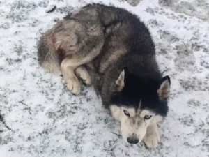 В Шахтах волонтеры спасают бездомного хаски, которого покусали за мошонку