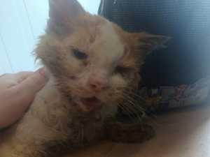 Похож на живой труп: в Шахтах ветврачи и волонтеры пытаются выяснить страшное заболевание убивающее кота