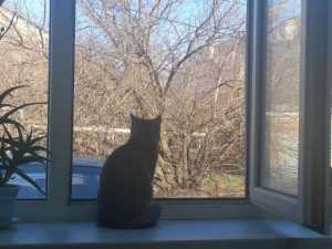 Весна в Шахтах начнется с потепления до +7 градусов