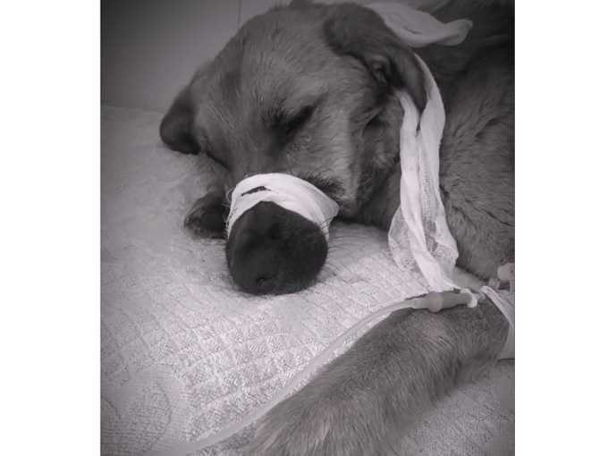 В Шахтах умерла спасенная два месяца назад собака Рыжка