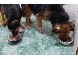 Волонтеры в Шахтах спасают собаку, которую травили и избили