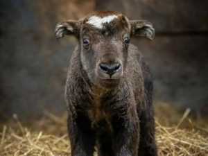 Редкое пополнение: в зоопарке Ростова родился такин мишми