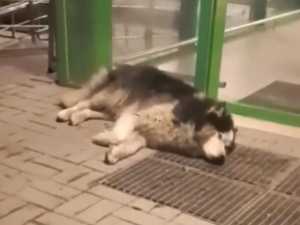 В Шахтах спасли хаски, истекавшего кровью после нападения другой собаки