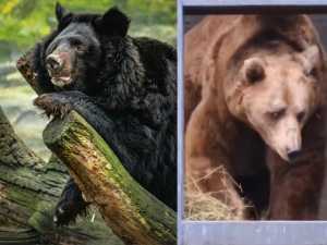 В Ростовском зоопарке после зимней спячки проснулись два косолапых Андрея