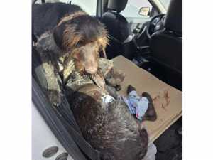 Преданность до последнего: в Шахтах пес не оставил подругу после того как ее сбила машина