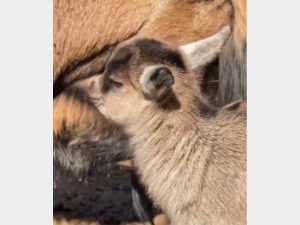 В парке «Лога» недалеко от Шахт родились камерунские козлята