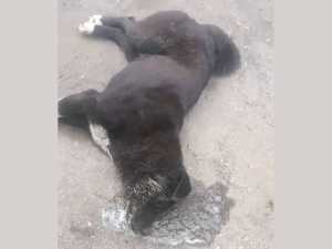 В Шахтах волонтеры борются за жизнь отравленной собаки