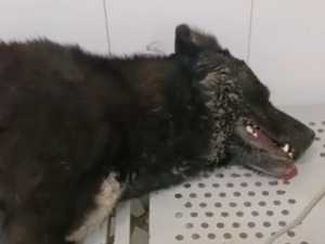 Пес, которого несколько суток спасали волонтеры в Шахтах, не выжил