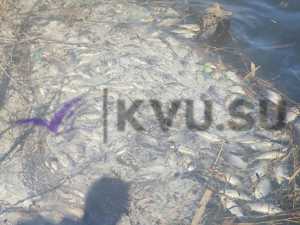 В Шахтах на реке Грушевка зафиксировали массовую гибель рыбы