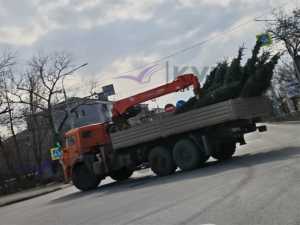 В Александровский парк в Шахтах привезли взрослые канадские ели
