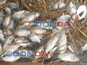 Появились кадры сотни мертвых рыб, которые усеяли берег става в поселке ХБК Шахт