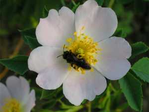 Синоптики прогнозируют дождь на выходных в Шахтах