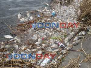 Специалисты Минприроды занялись вопросом гибели рыбы в водоеме Шахт