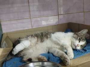 В Шахтах волонтеры помогают коту с раздавленной лапой