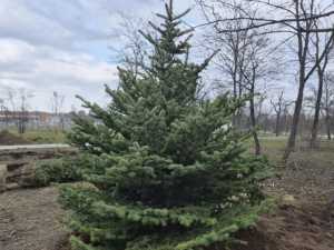 В Александровском парке города Шахты начали высаживать хвойные деревья