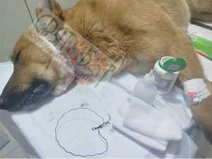 В городе Шахты пёс едва не погиб, когда проволока рассекла ему шею