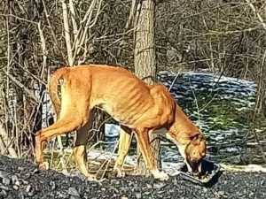 Жила на терриконе и ела камни: в Шахтах волонтеры борются за жизнь собаки