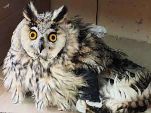 В парк птиц под Шахтами доставили раненую сову, которую нашли на предприятии в регионе