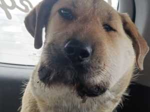 Отекла морда и торчат ребра: в Шахтах волонтеры спасают пса