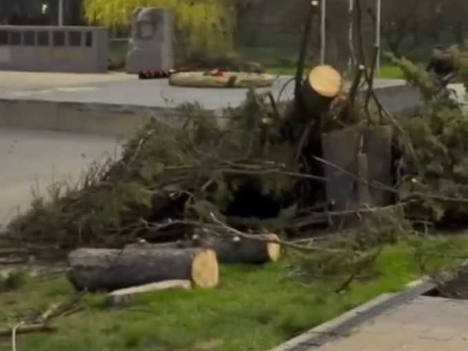 Старые ели заменили на молодые возле Вечного огня в Александровском парке Шахт
