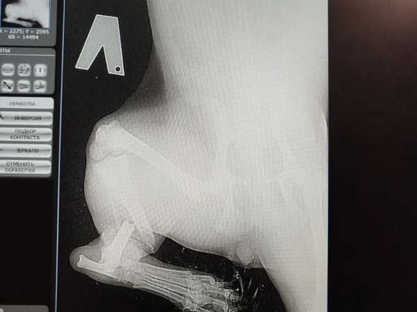 Ночной выезд и сложная операция: в Шахтах спасают щенка, сбитого машиной