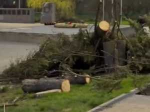 Старые ели заменили на молодые возле Вечного огня в Александровском парке Шахт