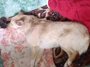 Избили и подстрелили: в Шахтах спасают собаку после жестокого нападения