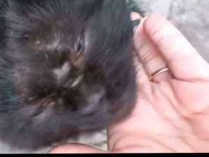 В Шахтах неизвестные подстрелили домашних готов