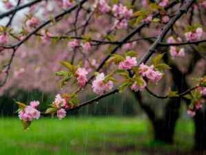 Дождливые пасхальные выходные пройдут в Шахтах