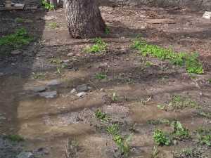 В Шахтах двор превращается в сточную яму из-за аварийной канализации