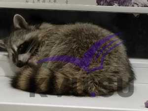 Из поселка Аюта Шахт сбежала годовалая енотиха по кличке Семечка