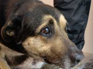 Волонтеры из Шахт спасают пса со сломанными лапами