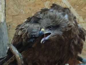 Сбитый на трассе черный коршун нашел убежище в парке птиц недалеко от Шахт