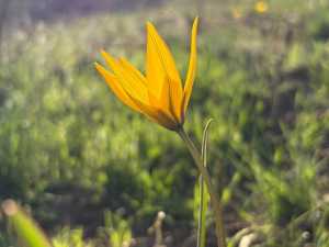 Дождь, солнце и тепло до +15 градусов ожидают жителей Шахт на новой неделе апреля