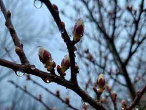 Март в Шахтах побил трехлетний температурный рекорд