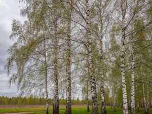 Грядущие выходные в Шахтах встретят жителей переменчивой погодой