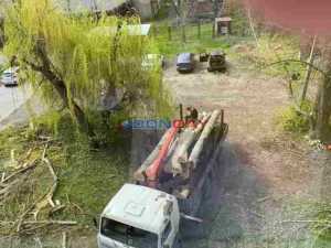 В больнице скорой помощи Шахт прокомментировали вырубку деревьев