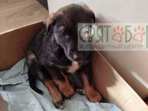 Волонтеры из Шахт спасают подстреленного щенка