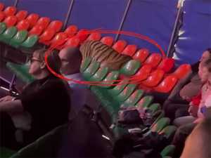 Дети кричали и плакали: в Ростовском цирке тигр вырвался из манежа к зрителям