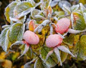 Штормовое предупреждение было объявлено в Ростовской области из-за заморозков