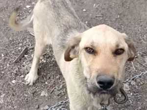 Собаку в критическом состоянии удалось спасти волонтерам из Шахт