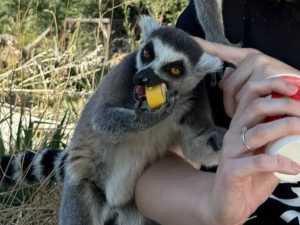 В парке птиц "Малинки" недалеко от Шахт поселились новые лемуры