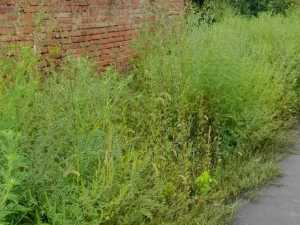 В парках и скверах Шахт траву будут косить четыре раза в году