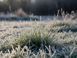 В Шахтах снова ожидаются ночные заморозки