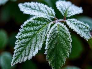 Синоптики предупреждают о понижении температуры до -3 °C в Ростовской области